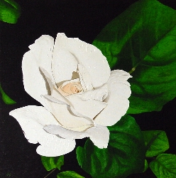 Rosa Blanca